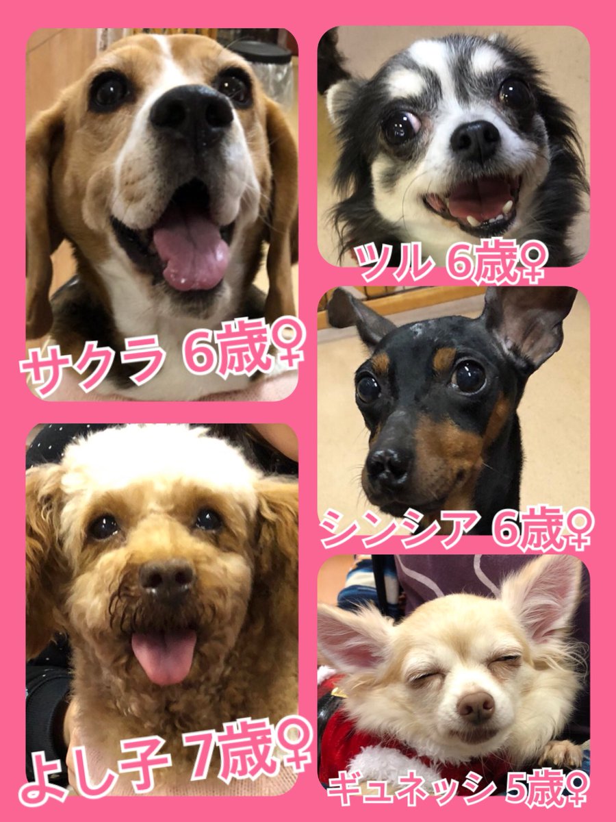 🐾今日はクリスマスイブ🎄今日の里親様募集中ワンコ🐶メンバーです🐾クリスマスミラクルがおきますように✨2019,12,24